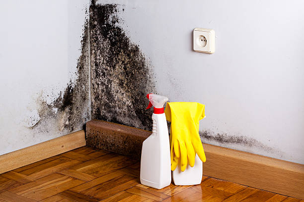 Best DIY Mold Remediation Support Services in Mckees Rocks, PA